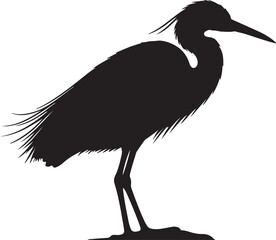 Little Egret in silhouette full white baackground.