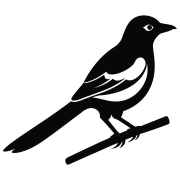Logo for a Magpie Robin Doyel Bird Vector