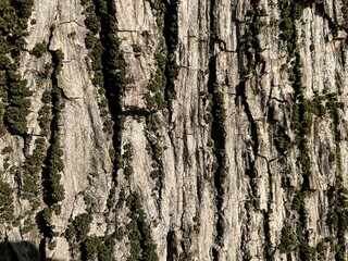 Close-up of rough tree bark with vertical grooves and green moss patches, highlighting natural...