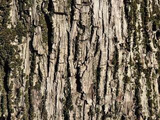 Close-up of rough tree bark with vertical grooves and green moss patches, highlighting natural...