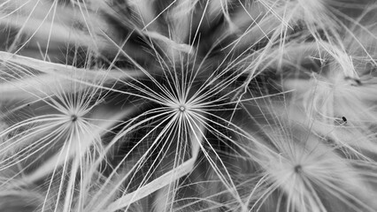 Dandelion seed pod ready for take off