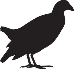 Purple Swamphen in silhouette full white baackground.