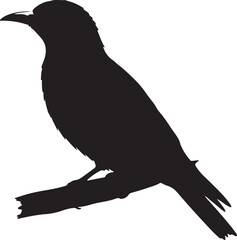 Eurasian Golden Oriole in silhouette full white baackground.