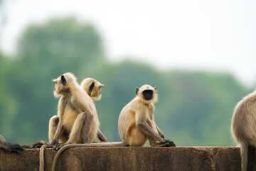 Group of langur monkeys sitting, Wild monkeys relaxing on wall, Monkey family on rural structure, Playful langurs in countryside,Indian langurs gathering outdoors.




