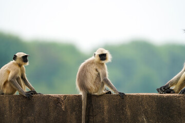 Group of langur monkeys sitting, Wild monkeys relaxing on wall, Monkey family on rural structure, Playful langurs in countryside,Indian langurs gathering outdoors.




