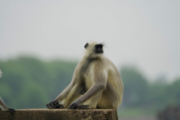 Langur monkey sitting alone, Closeup of grey  langur,Wild langur relaxing pose, Indian monkey on  wall, Peaceful primate in forest.



 

