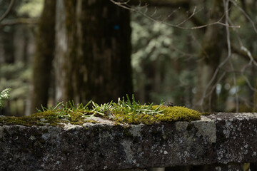 Fototapeta premium A mossy rock sits on a stone ledge in a forest