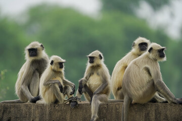 Group of langur monkeys sitting, Wild monkeys relaxing on wall, Monkey family on rural structure, Playful langurs in countryside,Indian langurs gathering outdoors.




