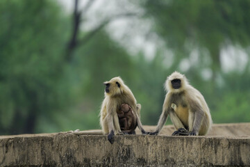 Baby monkey safe with mother, Mother langur cuddling baby, Motherhood in wildlife, Affectionate monkey family scene, Nature’s protective instincts in monkeys.


 



