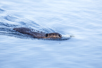 Beaver in a natural setting in Newfoundlands nature.