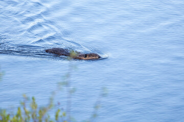 Beaver in a natural setting in Newfoundlands nature.