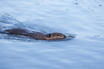 Beaver in a natural setting in Newfoundlands nature.