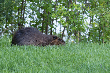 Beaver in a natural setting in Newfoundlands nature.