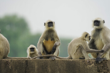 Baby monkey safe with mother, Mother langur cuddling baby, Motherhood in wildlife, Affectionate monkey family scene, Nature’s protective instincts in monkeys.


 



