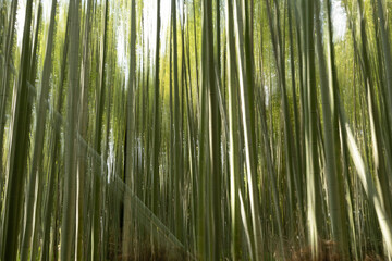 Fototapeta premium Bamboo forest in the sun