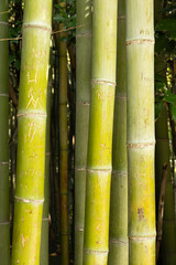 History on a bamboo trunk