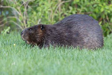 Beaver in a natural setting in Newfoundlands nature.