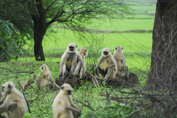 Langur monkeys in green forest, Group of monkeys enjoying nature, Wildlife scene with playful langurs, Curious langur family on tree branches, Langurs relaxing in green landscape stock photo.


 


