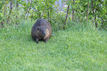 Beaver in a natural setting in Newfoundlands nature.