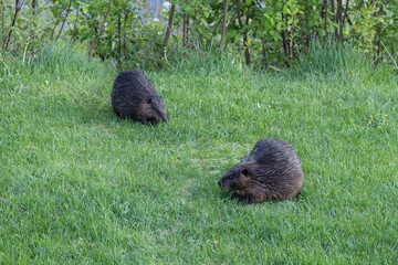 Beaver in a natural setting in Newfoundlands nature.