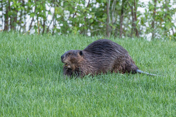 Beaver in a natural setting in Newfoundlands nature.