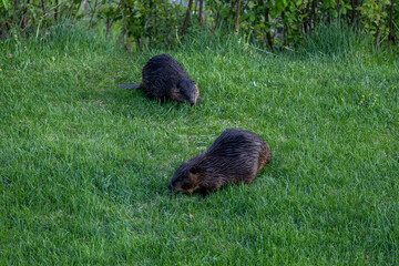 Beaver in a natural setting in Newfoundlands nature.