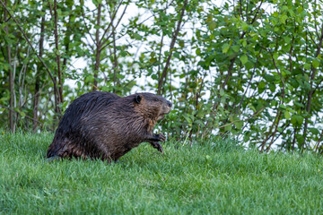 Beaver in a natural setting in Newfoundlands nature.
