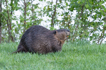 Beaver in a natural setting in Newfoundlands nature.