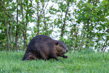 Beaver in a natural setting in Newfoundlands nature.