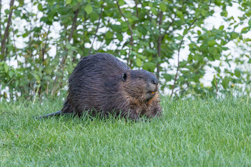 Beaver in a natural setting in Newfoundlands nature.