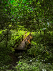 stream in the forest