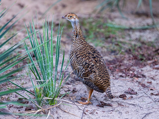 Speckled Ground Bird Standing in Sandy Habitat