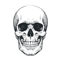 Fototapeta premium Detailed black and white human skull illustration on white background