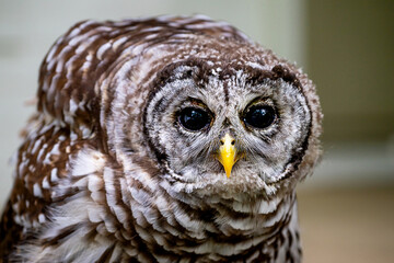 A close portrait of a barred owl relaxing in summertime