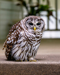 A close portrait of a barred owl relaxing in summertime