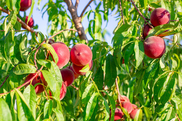 A branch of a peach tree has several red fruits and green foliage
