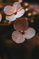 Close-up of Delicate Pink Hydrangea Petals in Moody Light