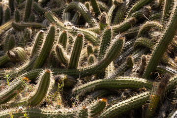 Sun kissed cacti entanglement