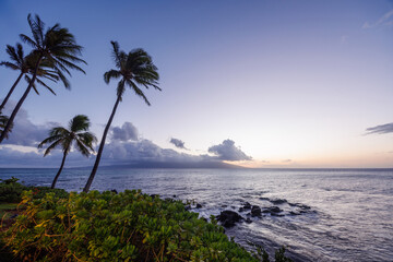 Stunning Hawaii ocean sunset with silhouettes of palm trees swaying against a vibrant sky