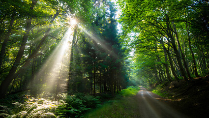 Sunbeams piercing through lush green forest canopy onto a dirt path sunlight trees