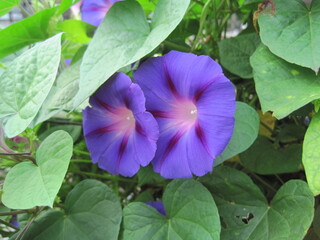 Deep purple morning glory flower