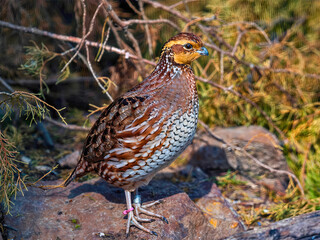 Speckled Quail Standing on Rock with Colorful Plumage