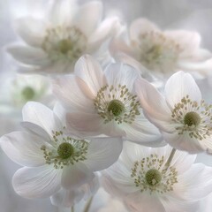 Delicate White Flowers Close Up