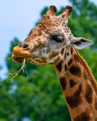 Giraffe Chews Grass with Curious Expression
