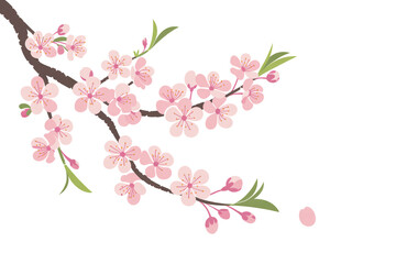 A delicate cherry blossom branch with pink flowers and green leaves isolated on white background, symbolizing the beauty of spring