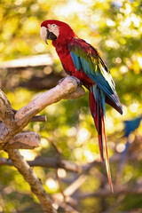 Scarlet Macaw Perched on Branch in Golden Sunlight