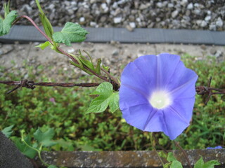 light Blue-purple morning glory flowers