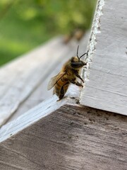 bee on hive
