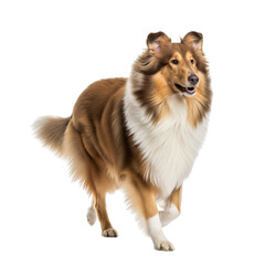 Majestic rough collie dog running with flowing fur