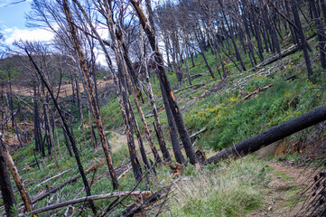Hiking on trail along abandoned open-pit mine and burnt trees near Mijas, Spain 